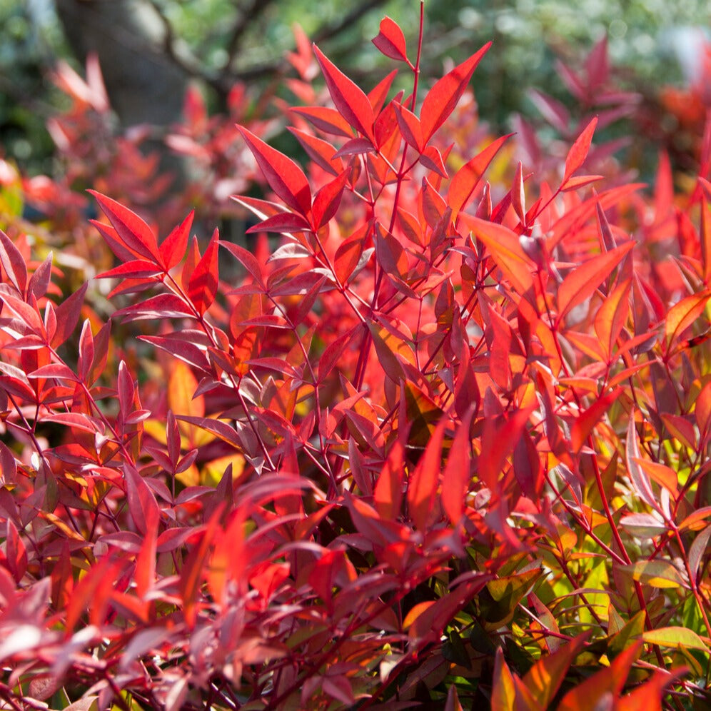 Hemelse bamboe 'Gulf Stream' - Nandina domestica Gulf Stream - Willemse
