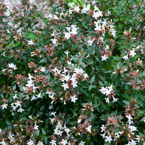 Abelia Sherwood - Willemse