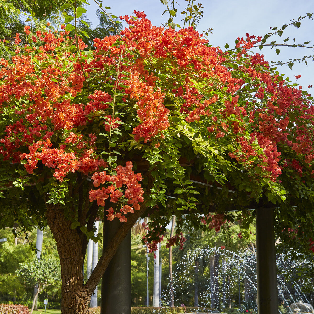 Bougainville - oranje - Willemse