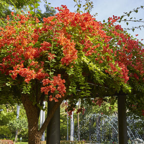 Bougainville - oranje - Willemse