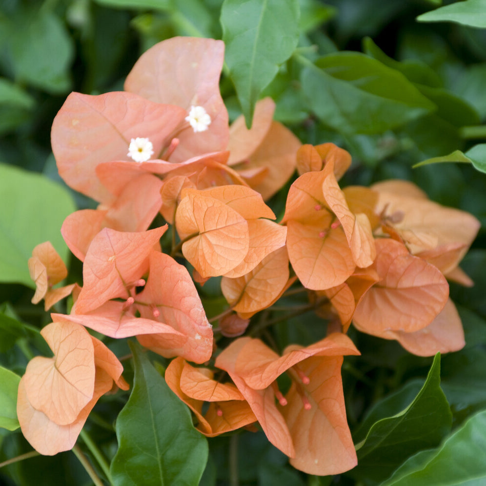 Bougainville - Bougainville - oranje - Bougainvillea orange