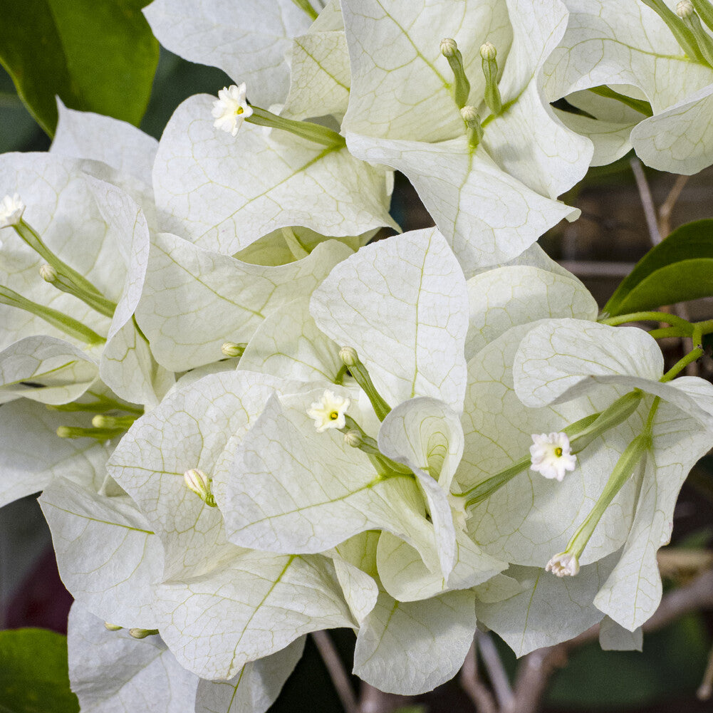 Bougainvillea white - Bougainville 'White Cascade' - Bougainville