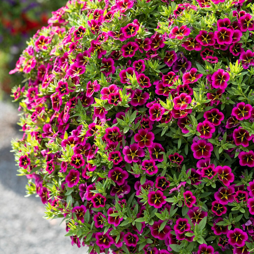 Petunia 'Good Night Kiss' (x3)