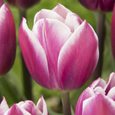 Tulpen Triomphe Synaeda blue (x10) - Tulipa Synaeda Blue - Willemse