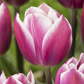 Tulipa Synaeda Blue - Tulpen Triomphe Synaeda blue (x10) - Tulpen