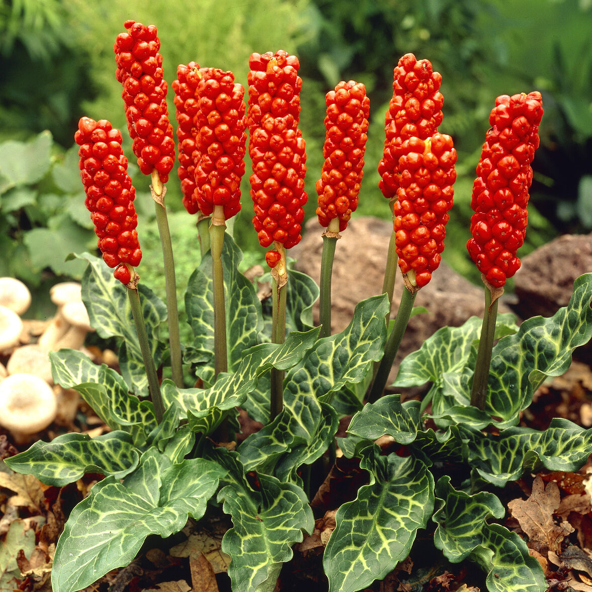 Verkoop Aronskelk (x3) - Arum italicum