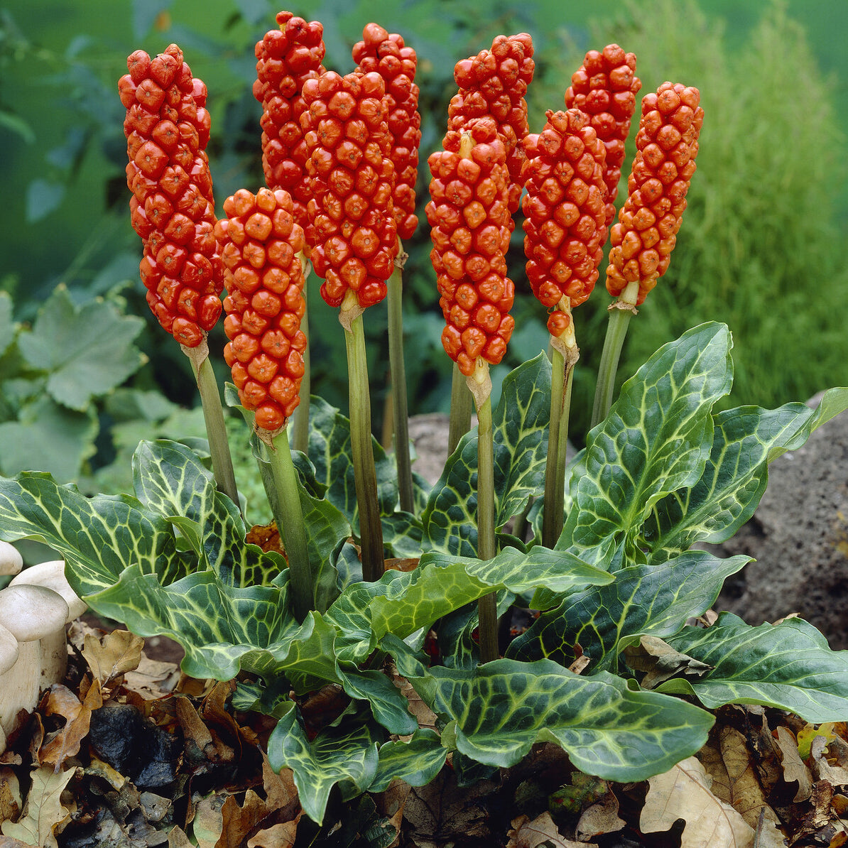 Aronskelk - Aronskelk (x3) - Arum italicum
