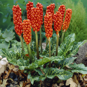 Aronskelk - Aronskelk (x3) - Arum italicum