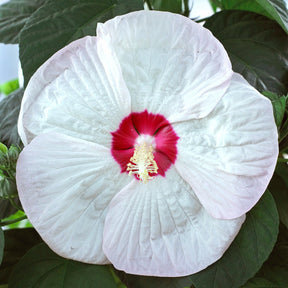 Altheastruik 'Luna White' - Hibiscus moscheutos luna white - Willemse