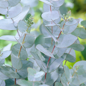 Eucalyptus pulverulenta Baby Blue - Gomboom 'Baby Blue' - Eucalyptus