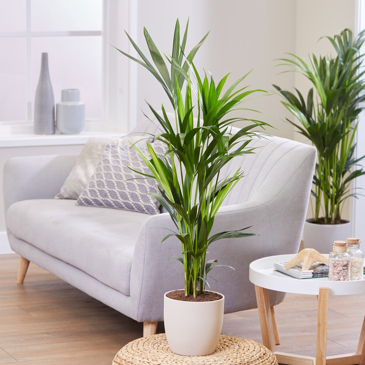 Kentiapalm - Howea forsteriana - Willemse