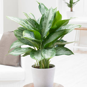 Chinese evergreen 'Silver Bay' - Aglaonema silver bay