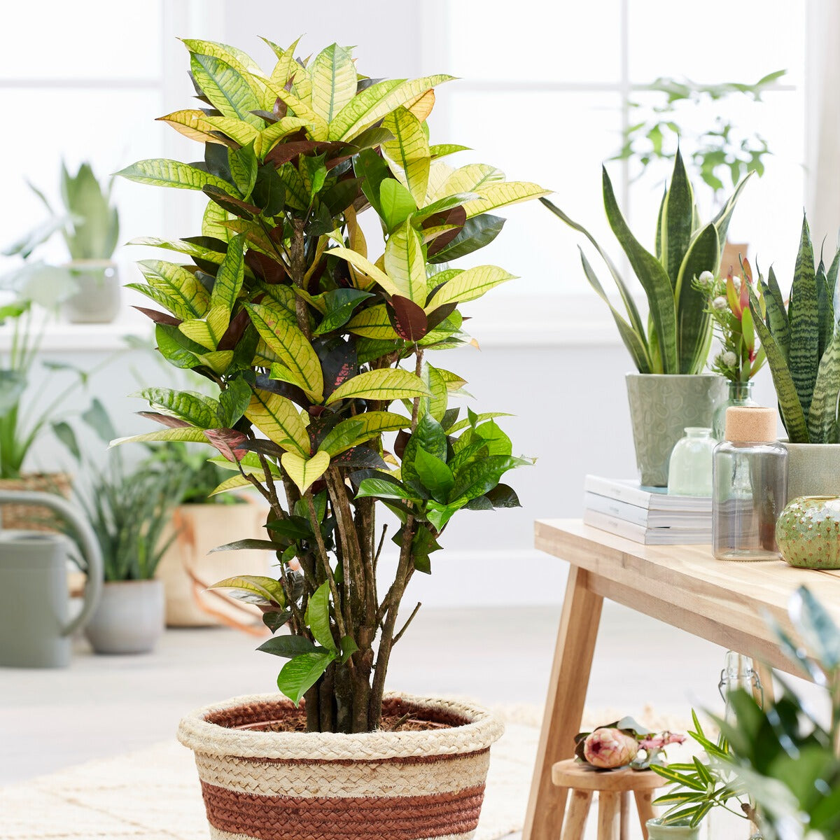 Croton 'Mrs. Iceton' - Willemse