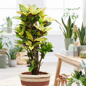 Croton 'Mrs. Iceton' - Willemse