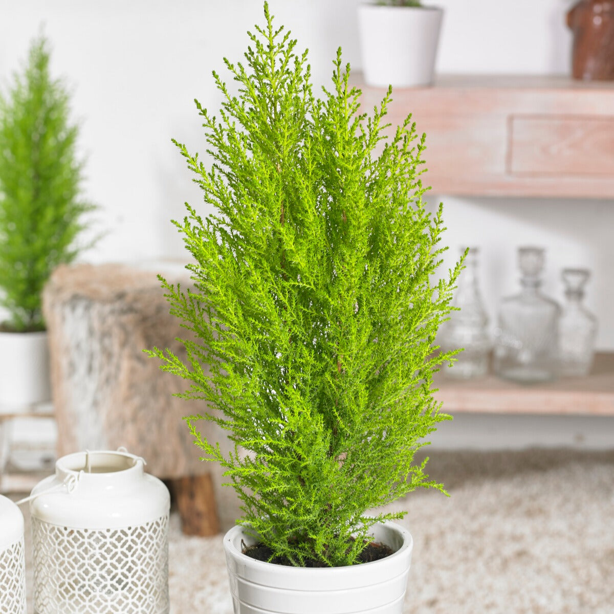 Kamerconifeer 'Goldcrest Wilma' - Willemse