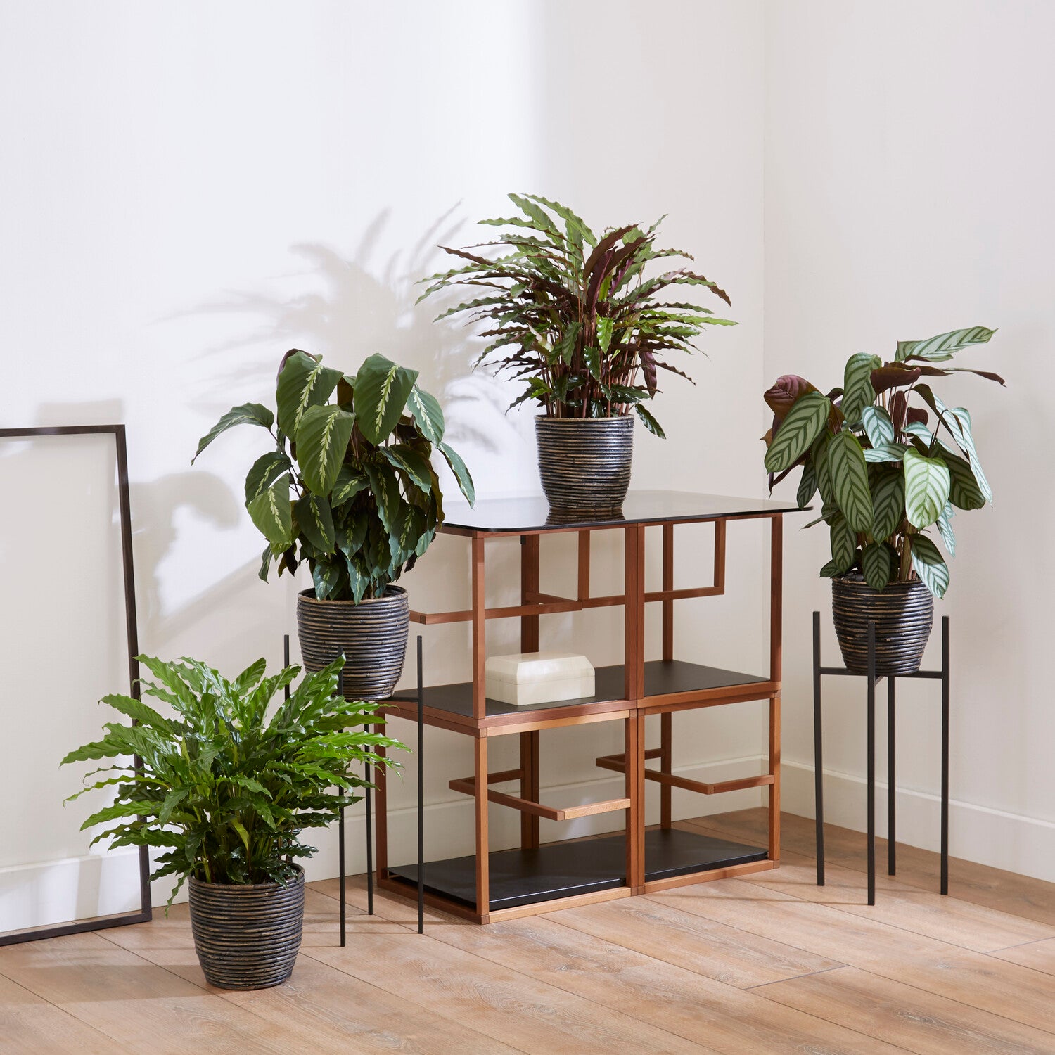 Pauwenplant Mix (x4) - Calathea 'eldergrass', 'blue grass', 'leopardina', 'mauiqueen' - Kamerplanten