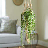 Erwtenplant - Senecio rowleyanus - Type kamerplant