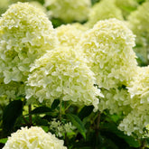 Pluimhortensia 'Whitelight'