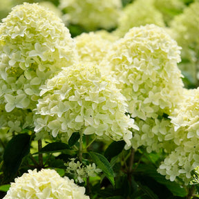 Pluimhortensia 'Whitelight'