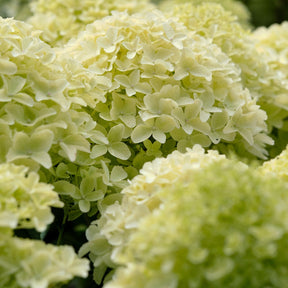 Pluimhortensia 'Whitelight'
