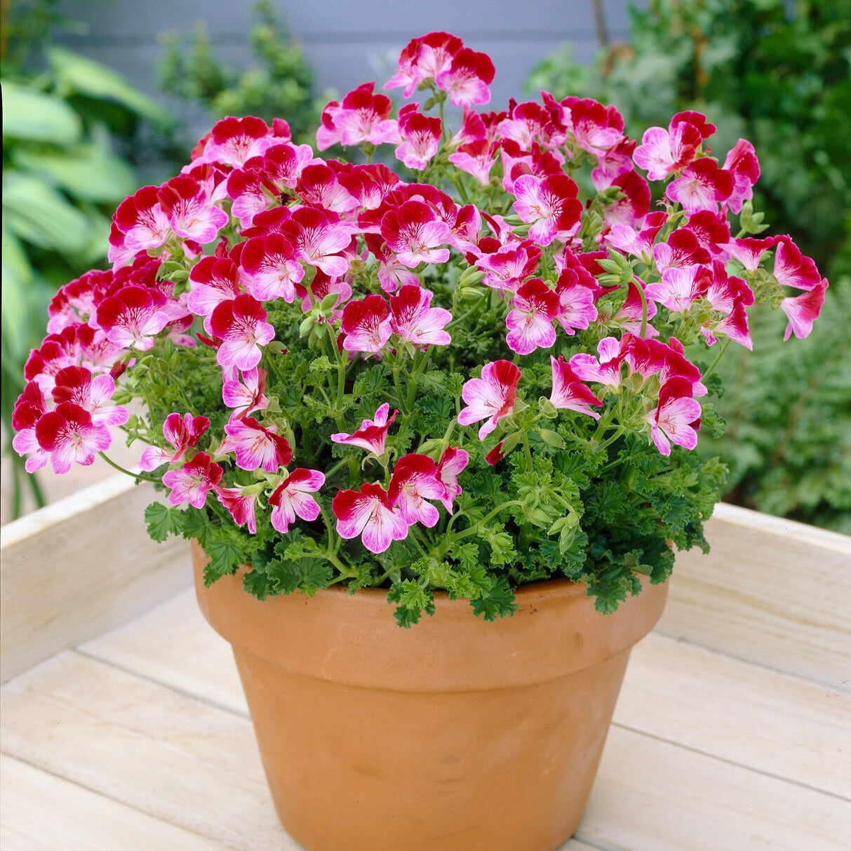 Geranium 'Tip Top Duet' (x3)