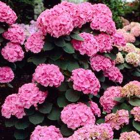 Boerenhortensia 'Rosita' - Willemse