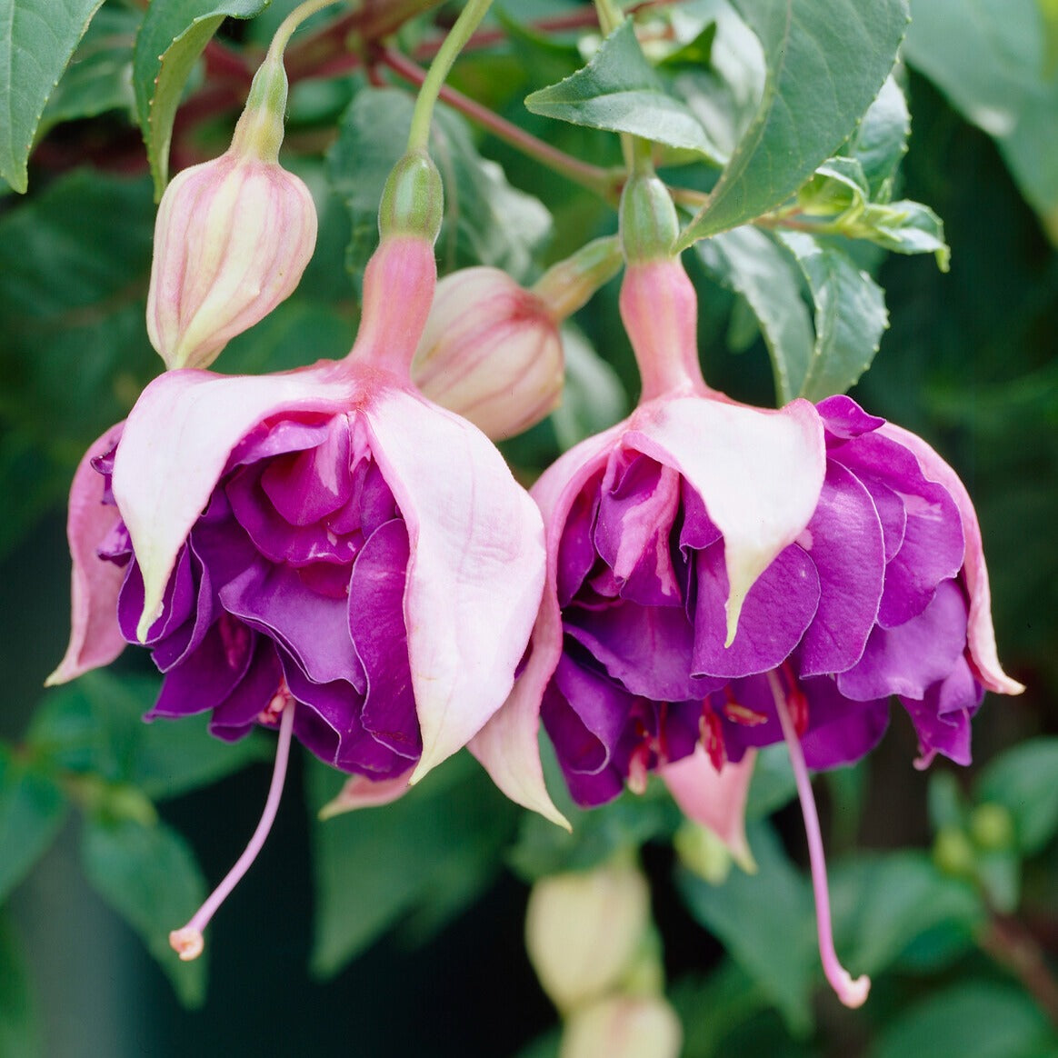 Hangende Fuchsia 'Royal Mosaic' (x3)