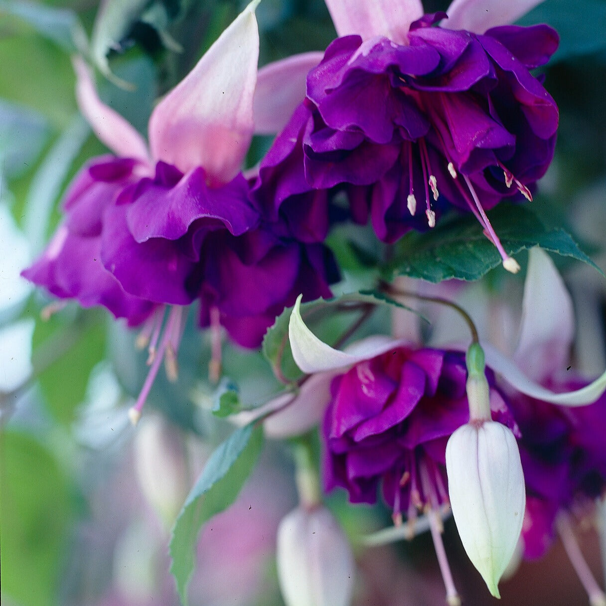 Hangende Fuchsia 'Royal Mosaic' (x3) - Willemse