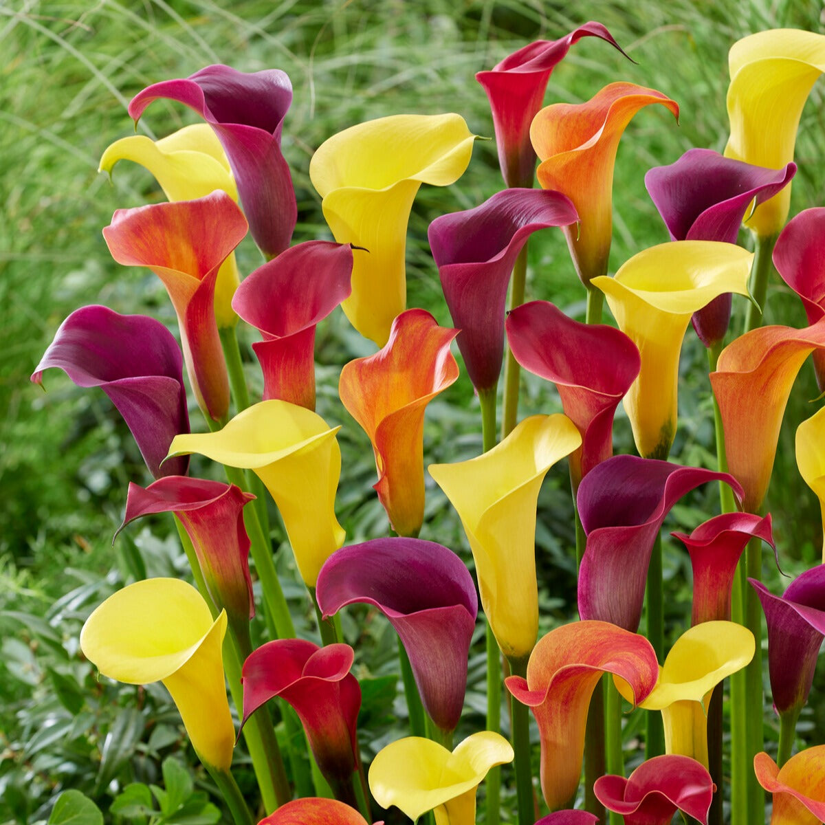 Aronskelk - Mix geel + rood + roze (x3) - Willemse