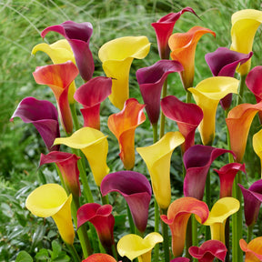 Aronskelk - Mix geel + rood + roze (x3) - Willemse