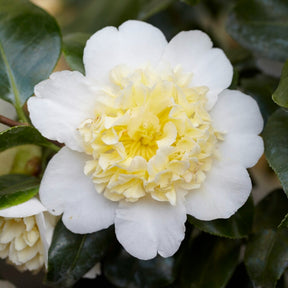 Japanse roos Camellia 'Brushfields Yellow' wit-geel - Winterhard - Willemse
