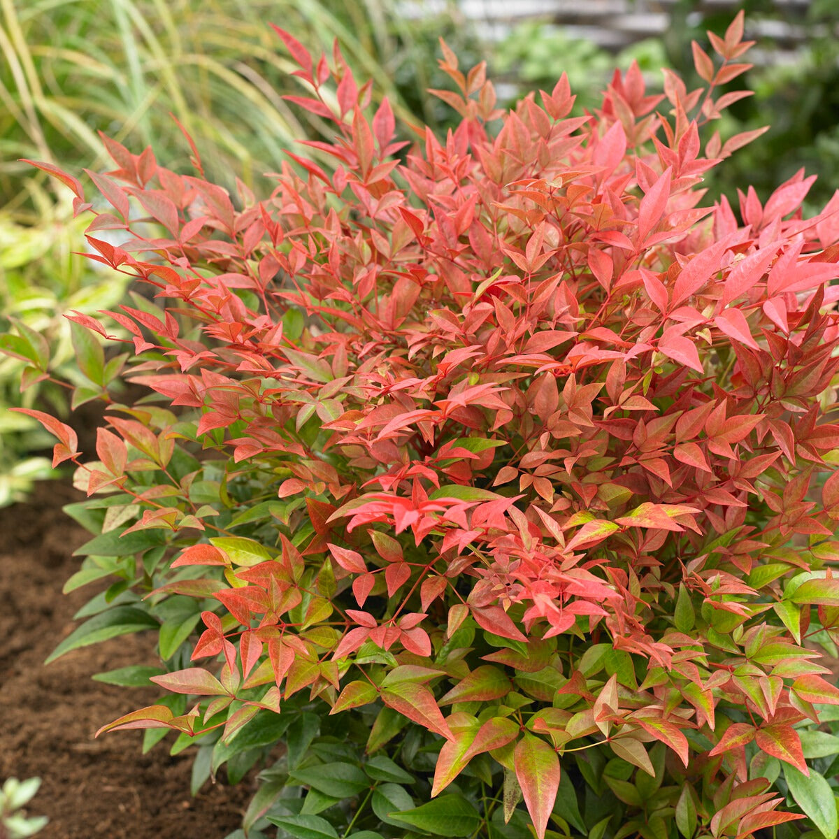 Hemelse bamboe 'Obsessed' - Nandina domestica obsessed'® - Willemse
