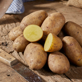 Aardappel 'Nicola' (x25)