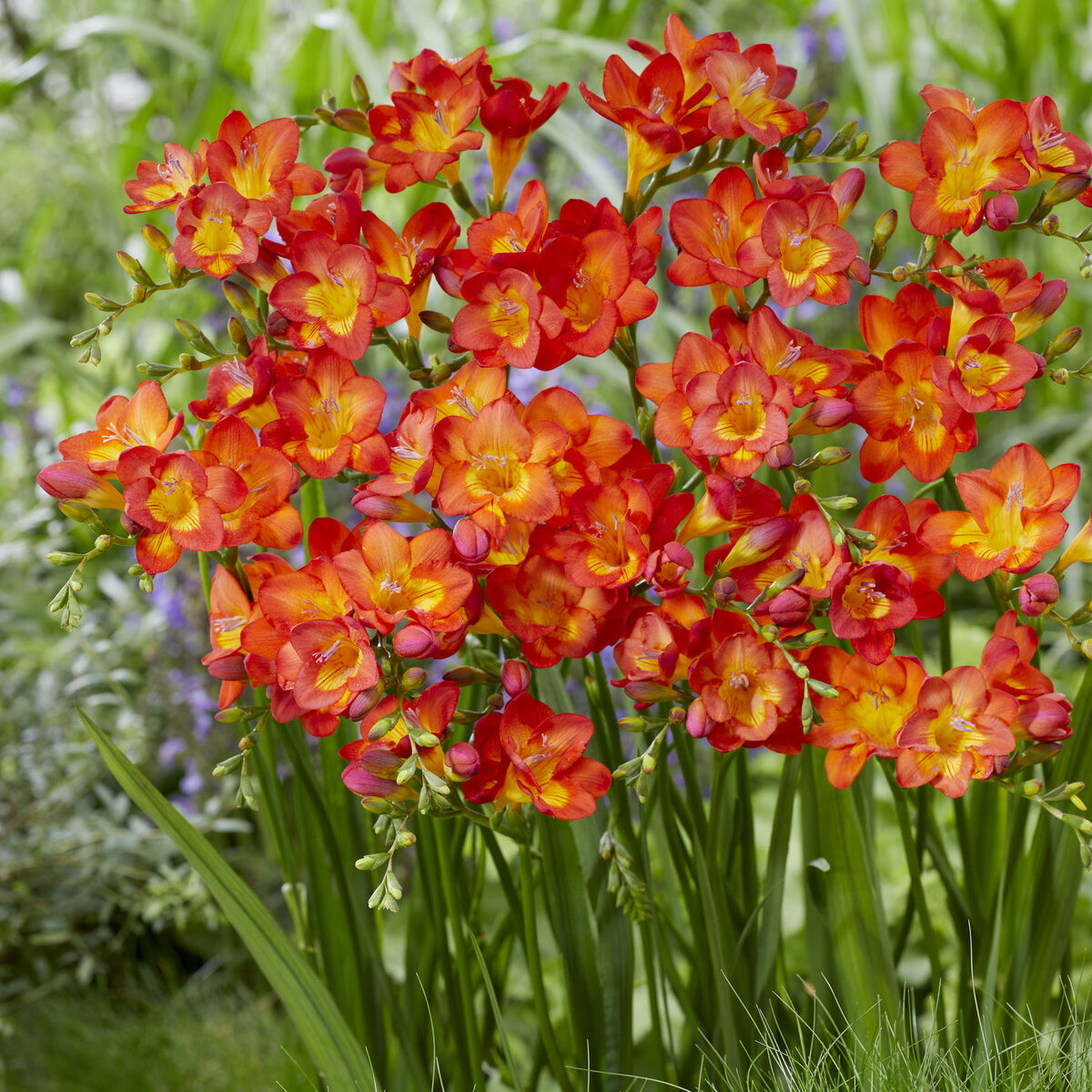 Enkele Rode Freesia - Freesia 'red' - Willemse