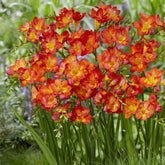 Enkele Rode Freesia - Freesia 'red' - Willemse