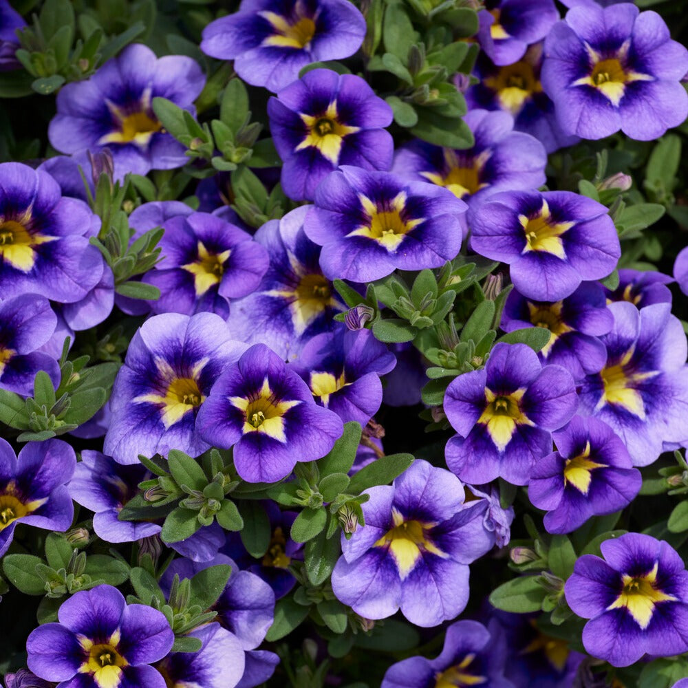 Mini Petunia Bumble Bee (x3) - Calibrachoa Cabaret® Bumble Bee - Willemse