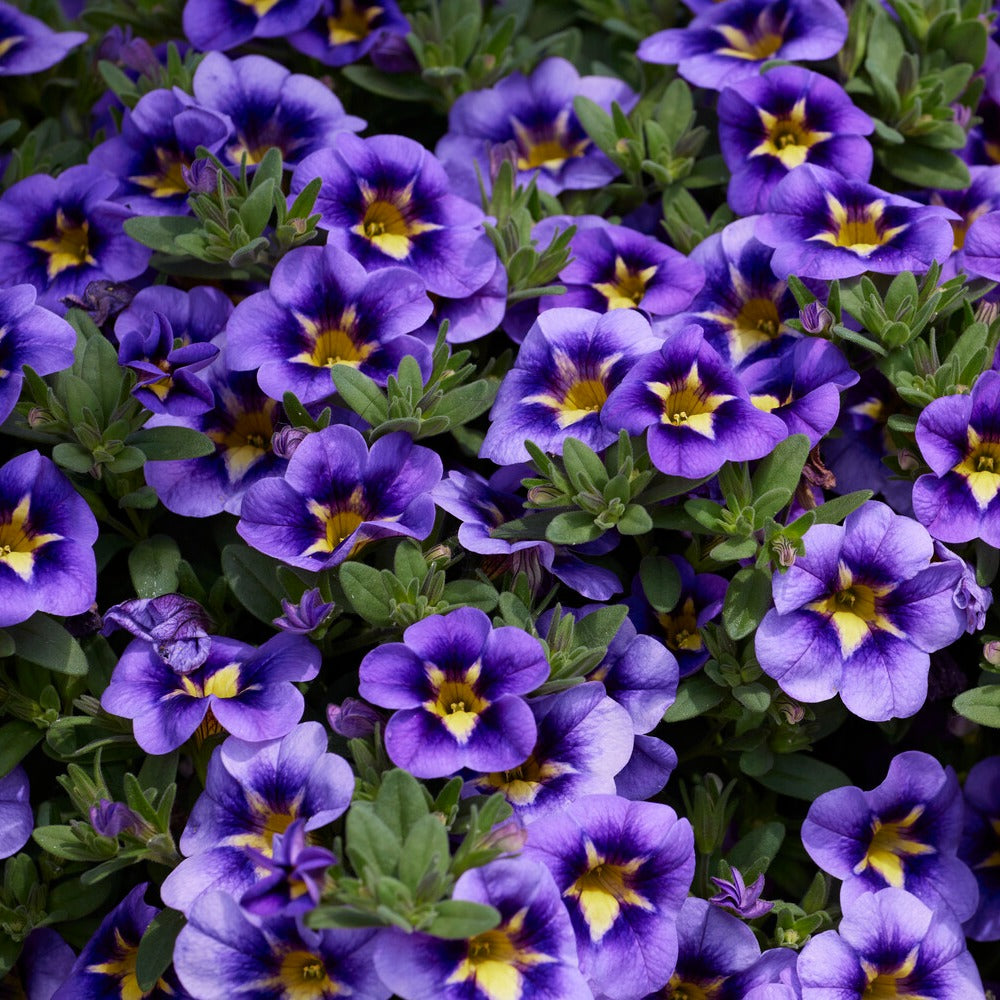 Calibrachoa Cabaret® Bumble Bee - Mini Petunia Bumble Bee (x3) - Petunia en Calibrachoa