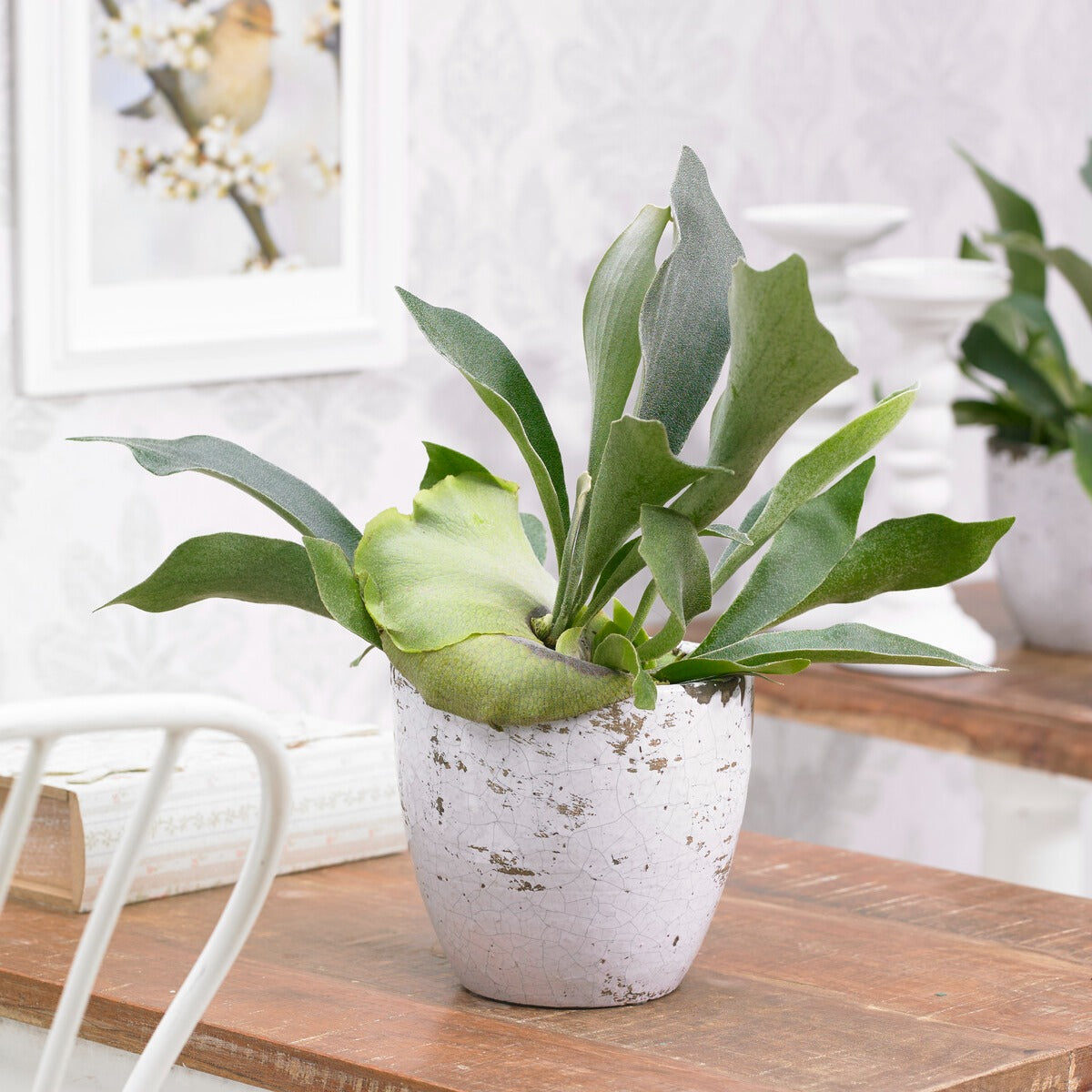 Hertshoornvaren Platycerium bifurcatum  - Hangplant - Platycerium bifurcatum