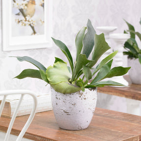 Hertshoornvaren Platycerium bifurcatum  - Hangplant - Platycerium bifurcatum