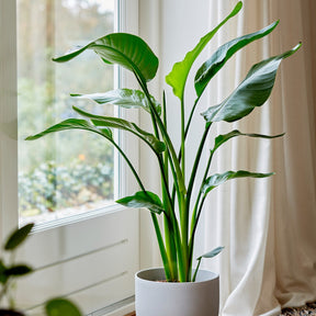 Strelitzia nicolai - Strelitzia nicolai - Willemse