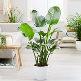 Strelitzia nicolai - Strelitzia nicolai - Willemse