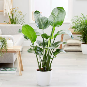 Strelitzia nicolai - Willemse