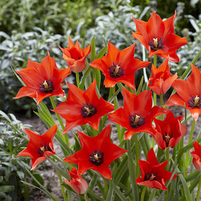 Galanthus, Muscari, Narcissus, Tulipa, Chionodoxa, Anemone, Allium - Bloembollen 6 Maanden Bloemen mix (x100) - Bloembollenpaketten