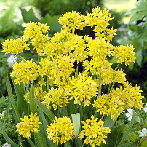 Verkoop Bloembollen 6 Maanden Bloemen mix (x100)