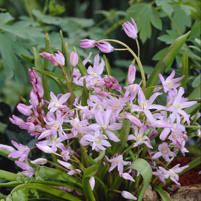 Verkoop Bloembollen 6 Maanden Bloemen mix (x100) - Galanthus, Muscari, Narcissus, Tulipa, Chionodoxa, Anemone, Allium