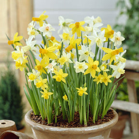 Bloembollenpaketten - Bloembollen 6 Maanden Bloemen mix (x100) - Galanthus, Muscari, Narcissus, Tulipa, Chionodoxa, Anemone, Allium