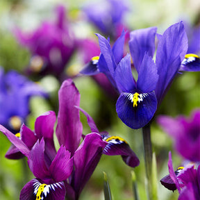 Iris Tweelingbroers mix (x25) - Willemse
