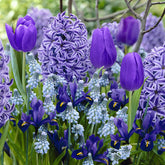 Bloembollen Blauwe Rand mix (x35) - Willemse