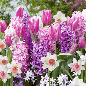 Bloembollen Roze Rand mix (x35) - Willemse