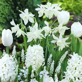 Bloembollen Witte Rand mix (x35) - Willemse